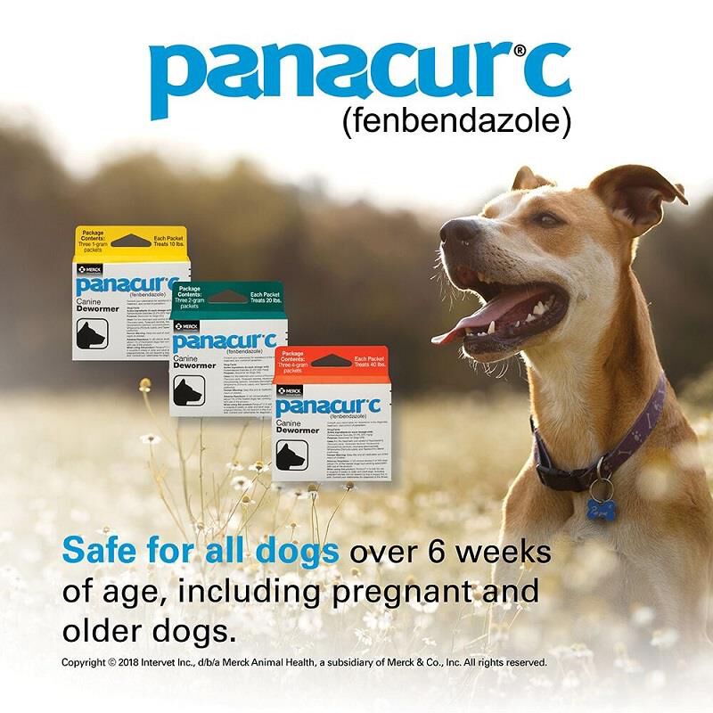 Panacur C Canine Dewormer