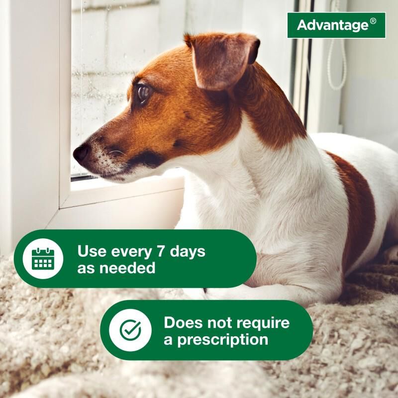Advantage Treatment Shampoo for Dogs and Puppies, 24 oz