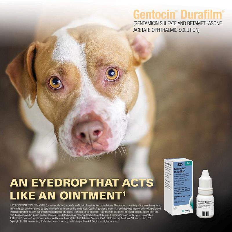 Gentocin Durafilm Ophthalmic Solution, 5 ml