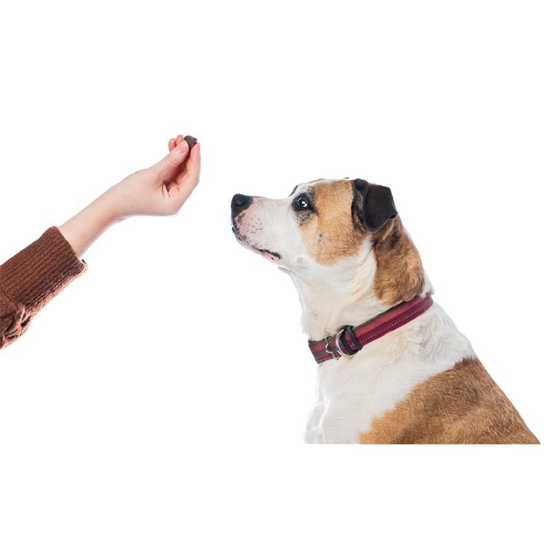 Cogent Mobility + Stress Soft Chews for Dogs