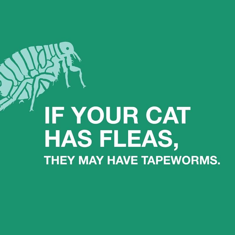 Bayer Tapeworm Dewormer (Praziquantel) for Cats, 3 Tablets