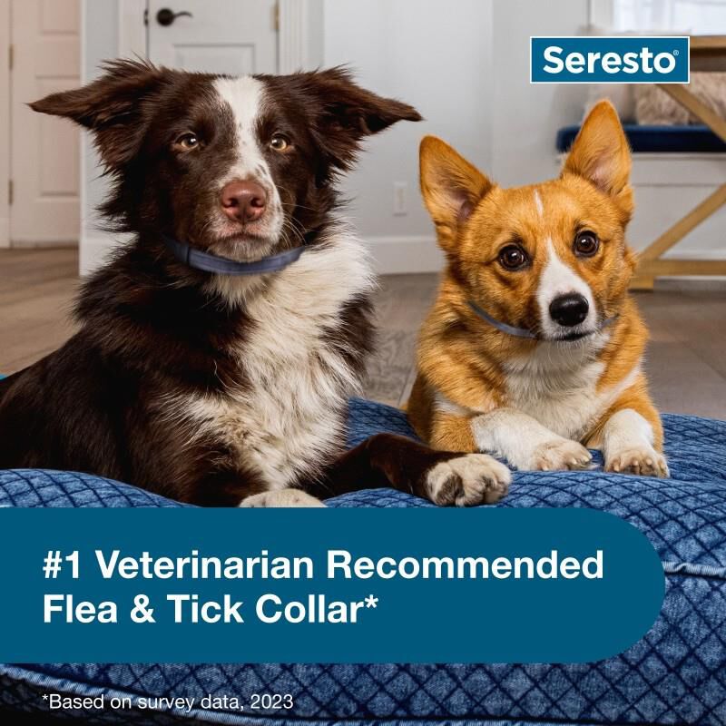 Seresto for cheap