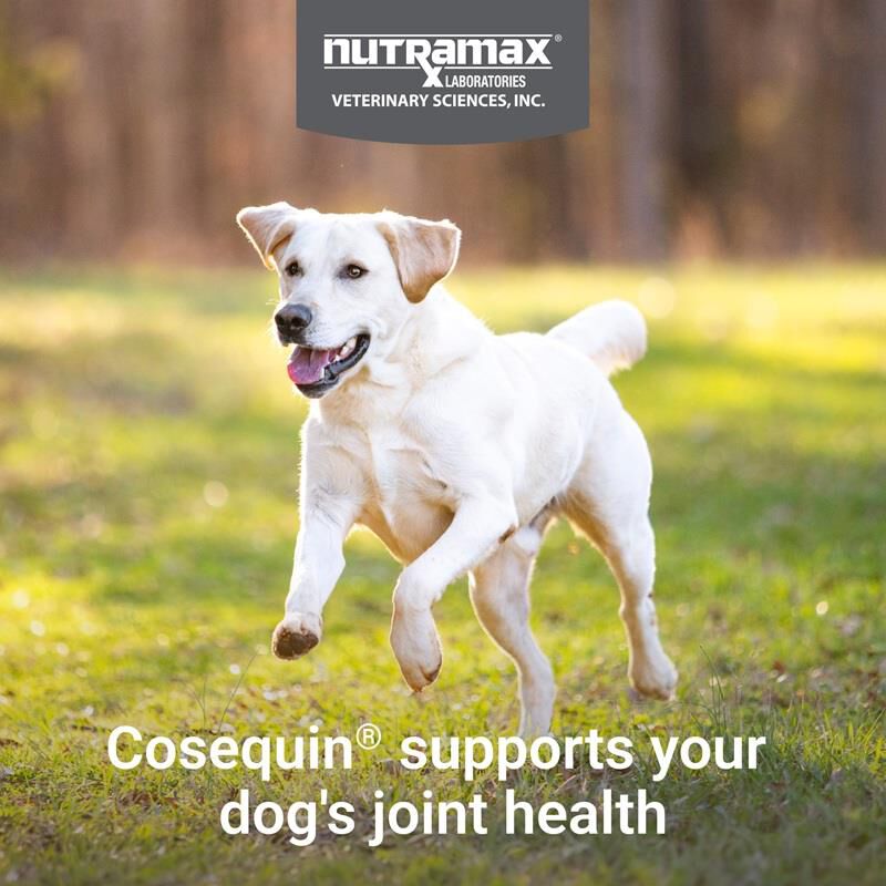 Cosequin Maximum Strength Plus MSM & HA for Dogs, 150 Chew Tabs