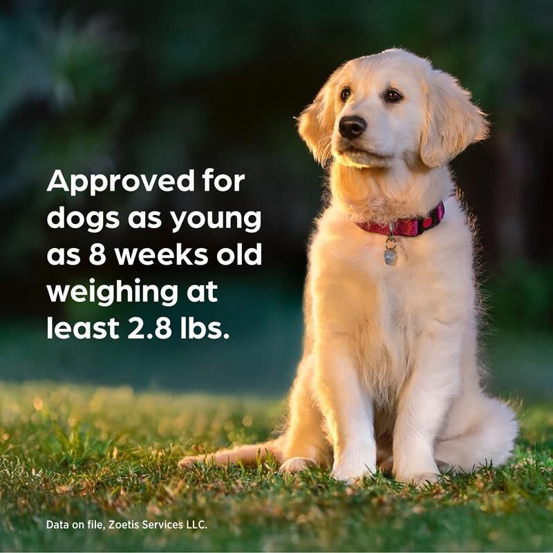 Simparica Trio Chewable Tablets for Dogs 2.8-5.5 lbs Gold, 12 Month Supply