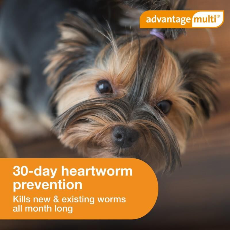 Advantage Multi Topical for Dogs