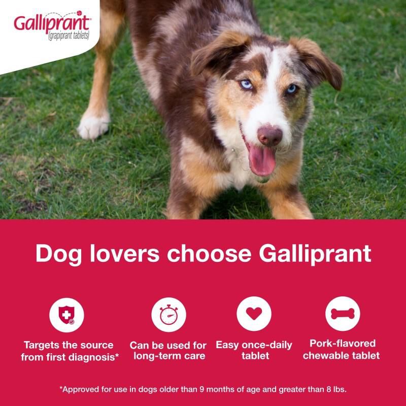 Galliprant Tablets for Dogs