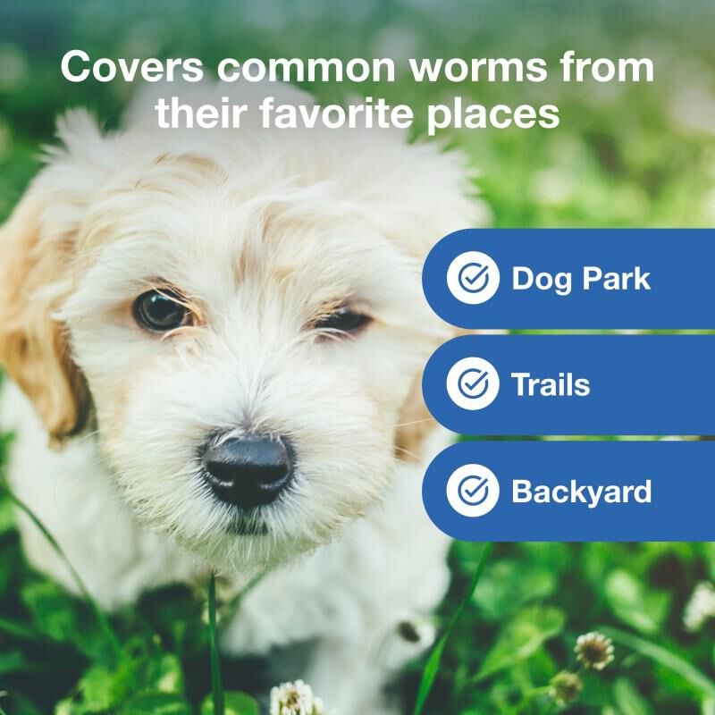 Interceptor Plus Chewable Tablets for Dogs