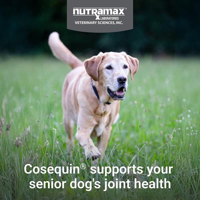 Cosequin Senior Maximum Strength Joint Health Supplement for Dogs, 60 Soft Chews