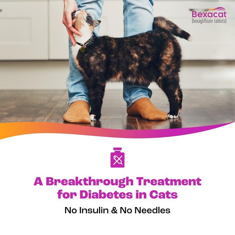 Bexacat (bexagliflozin tablets) for Cats