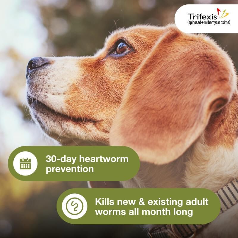 Trifexis Chewable Tablets for Dogs 10.1-20 lbs Orange, 12 Month Supply