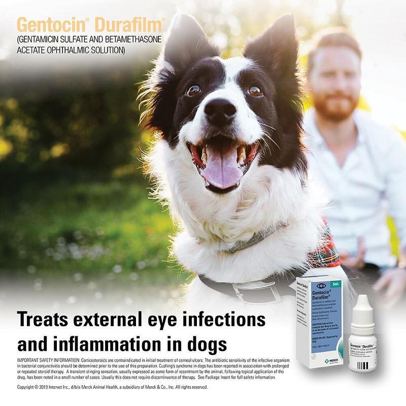 Gentocin Durafilm Ophthalmic Solution, 5 ml