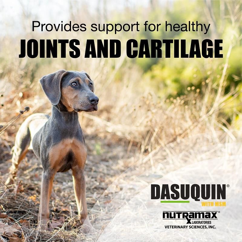 Dasuquin side effects best sale