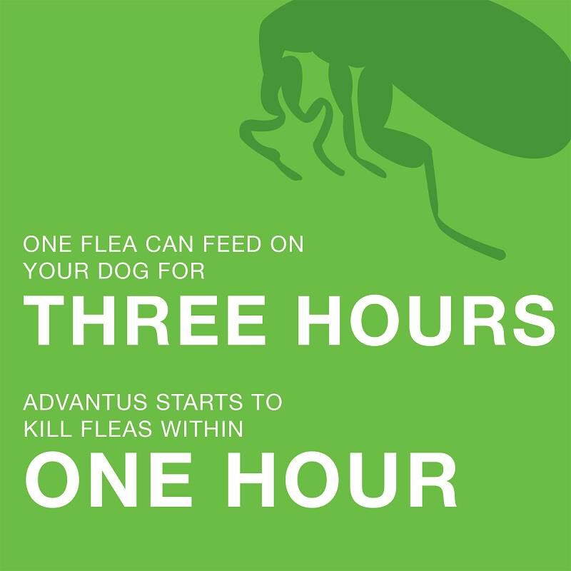 Advantus Oral Flea Treatment Soft Chews for Dogs