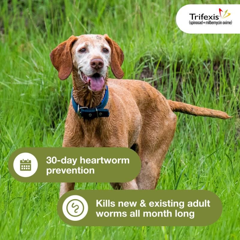 Trifexis Chewable Tablets for Dogs 60.1-120 lbs Brown, 12 Month Supply