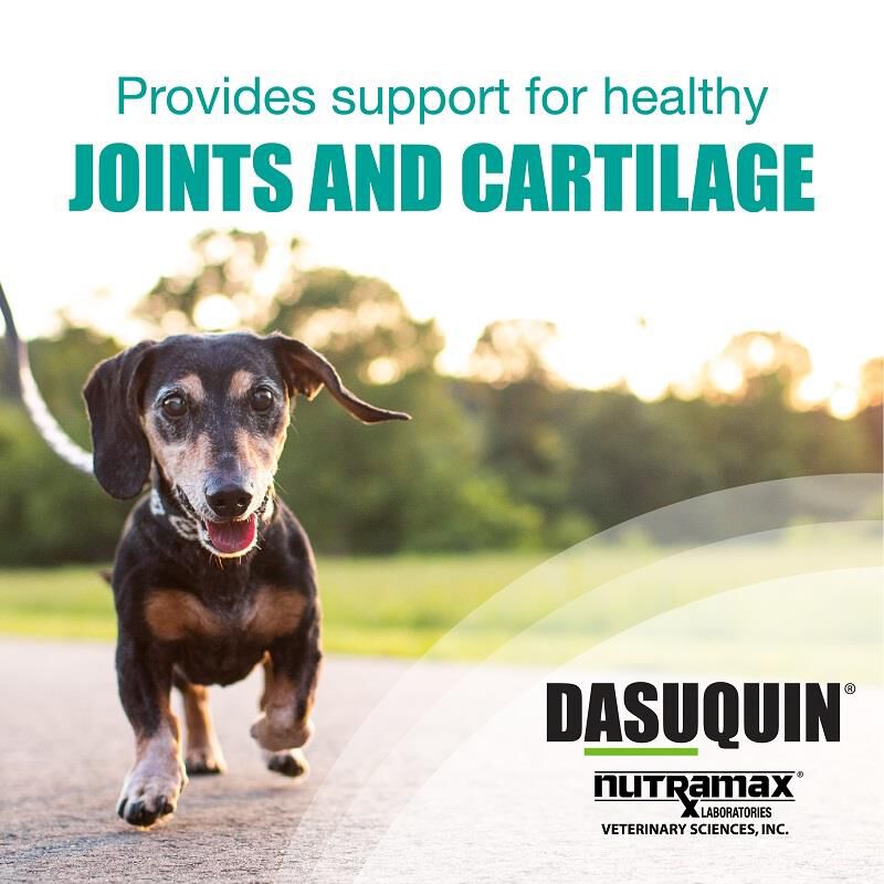 Dasuquin Soft Chews