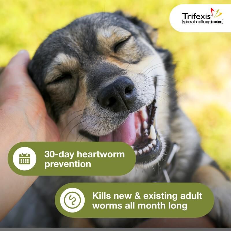 Trifexis Chewable Tablets for Dogs 20.1-40 lbs Green, 12 Month Supply