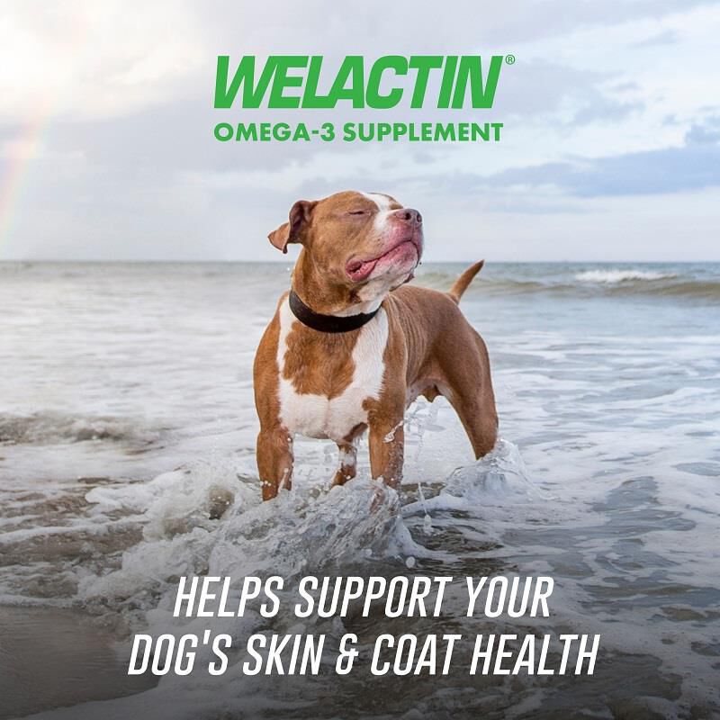 Welactin Omega-3 Skin & Coat Health plus Overall Wellness Supplement for Dogs, 60 Soft Chews