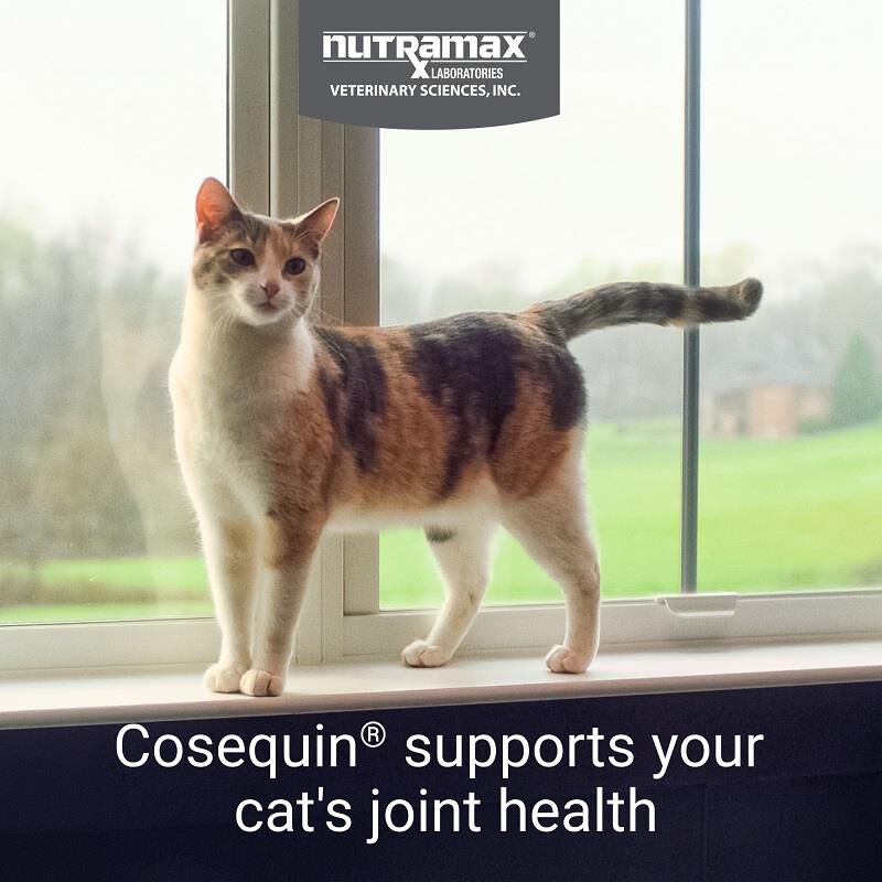 Cosequin Soft Chews for Cats with Omega-3's, 60 ct