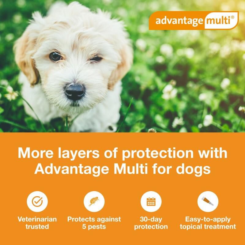 Advantage Multi Topical for Dogs Giant Eagle Pet Pharmacy