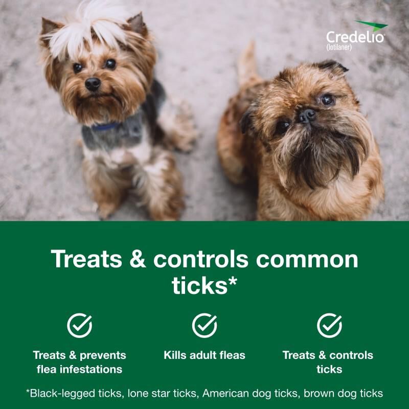 Credelio Flea & Tick Chewable Tablets for Dogs & Puppies