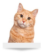 Cat Care