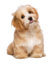 Dog Care