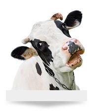 Livestock & Farm