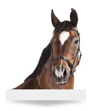 Horse Care