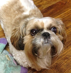 pet of the month