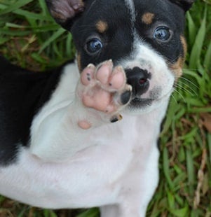 pet of the month
