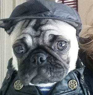 pet of the month