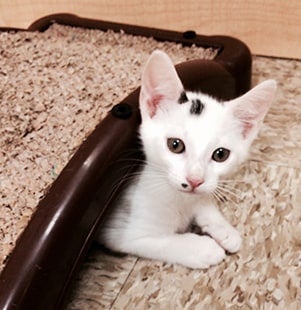 pet of the month