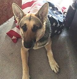 pet of the month