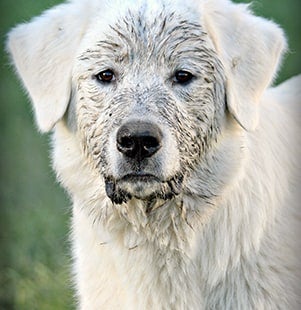 pet of the month