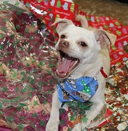pet of the month