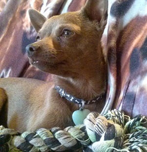 pet of the month