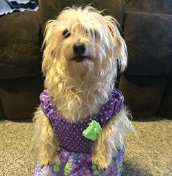 pet of the month
