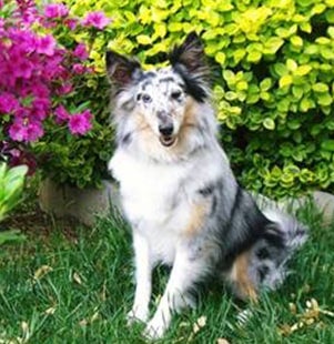 pet of the month