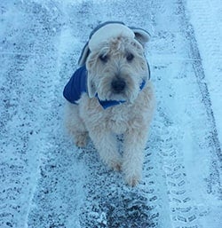 pet of the week