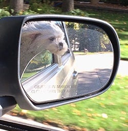 pet of the month