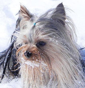 pet of the month