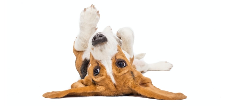 thumbnail image 2 of Dechra PhyCox Max Small Bites Canine Joint Support - 120 Soft Chews 2 of 6